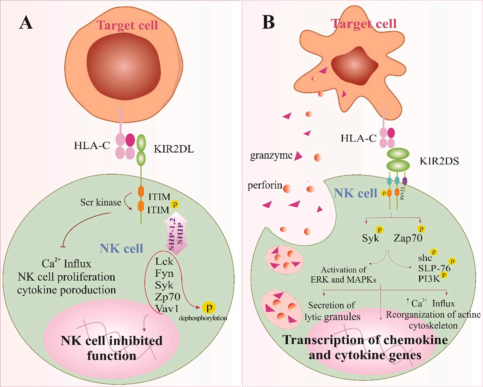 Killer cell immunoglobulin like receptor KIR2D Killer cell immunoglobulin like receptor KIR2D